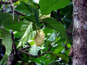 Morinda citrifolia czym jest i od czego może nas uleczyć?